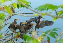 call attempt conversion metrics