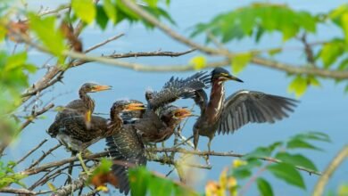 call attempt conversion metrics