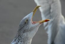 dropped call analysis framework