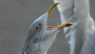 dropped call analysis framework