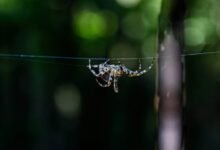 sun pharma webmail access