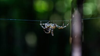 sun pharma webmail access